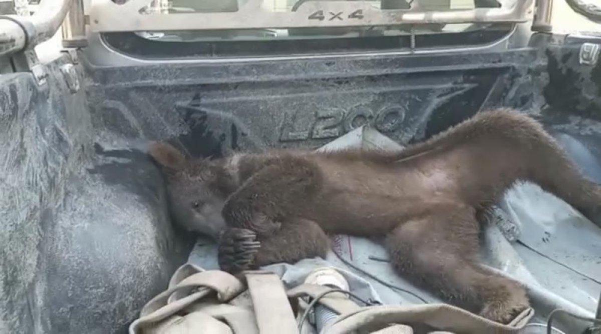 Düzce'de bal yiyerek komaya giren ayının son durumu