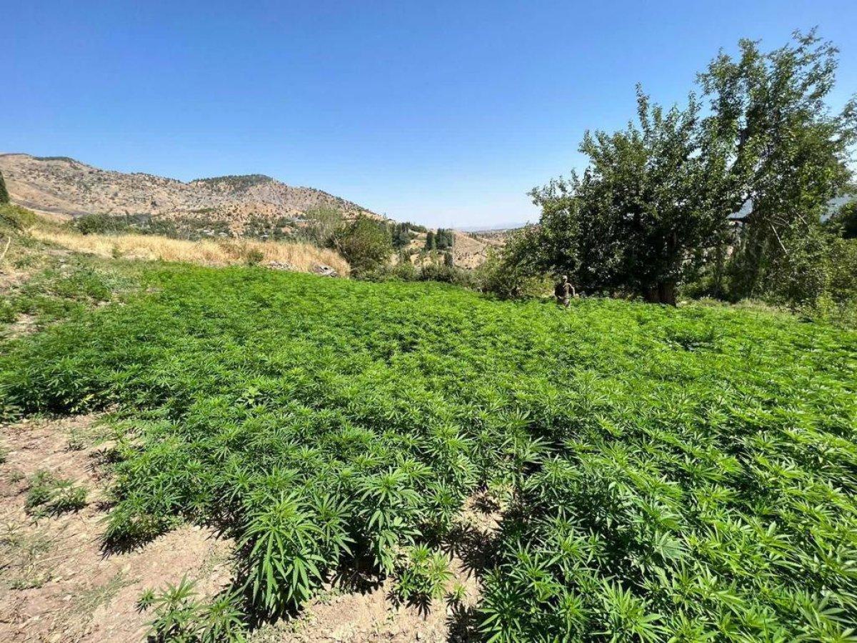 Eren Abluka-34 Operasyonu'nda 8 milyon kök kenevir ele geçirildi