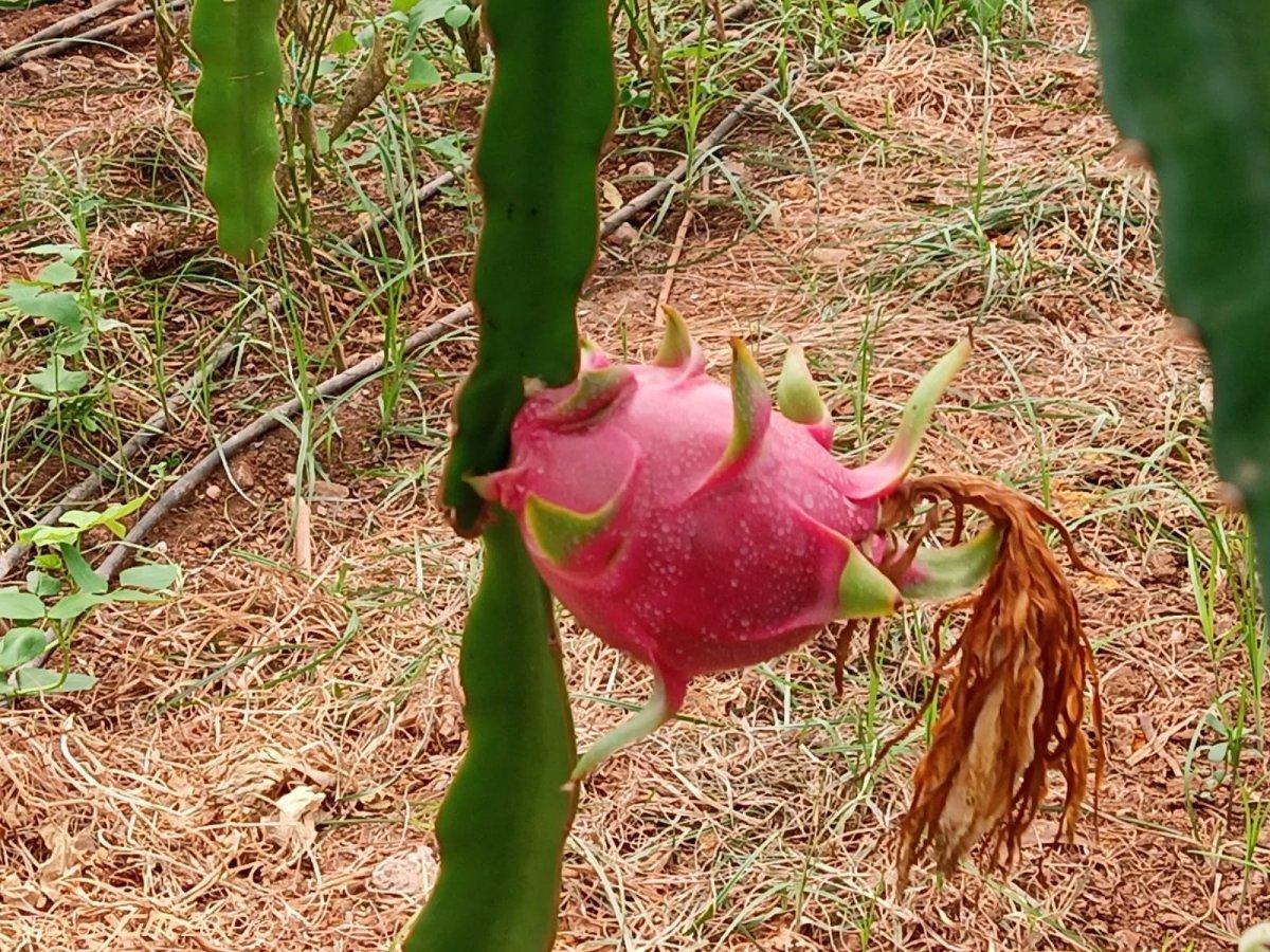 Köyceğiz'de 2 yıl önce ekilen ejder meyvesi hasat aşamasında