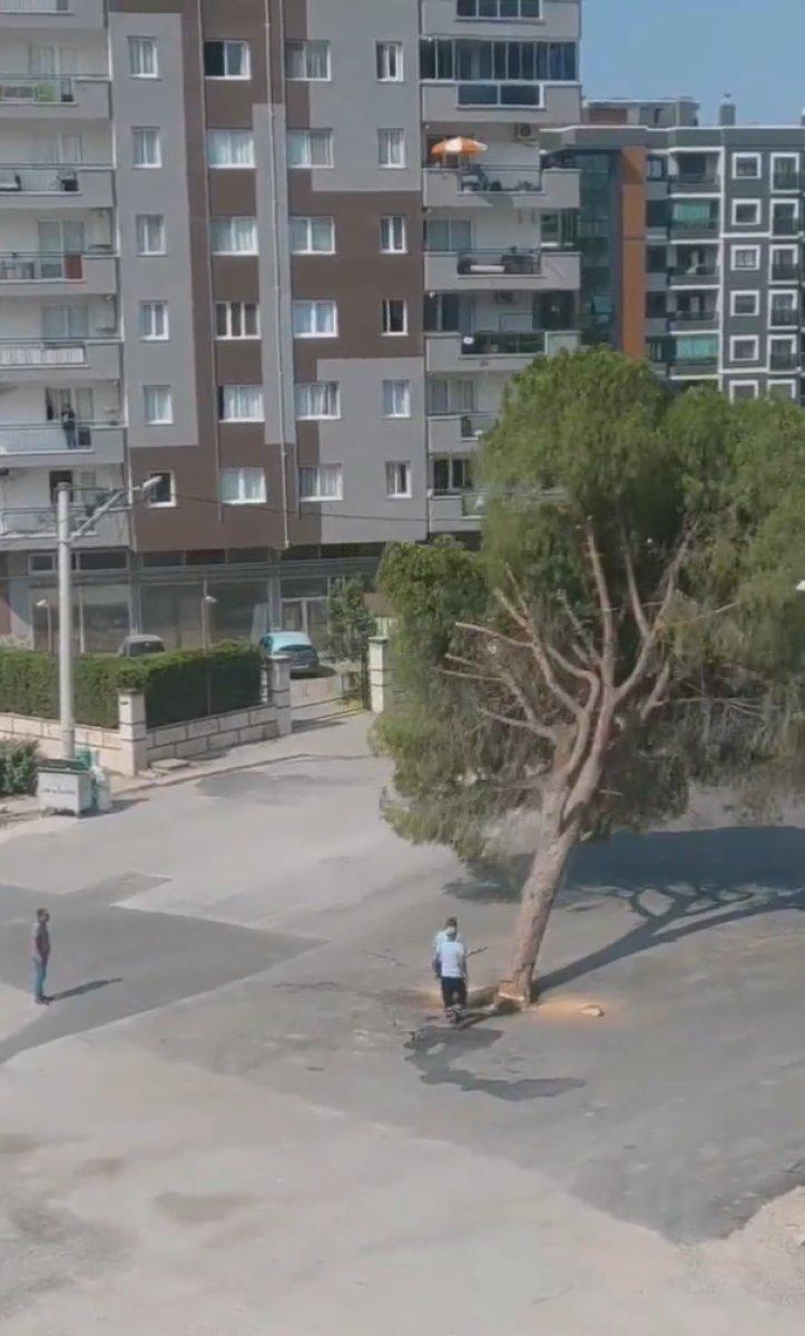 Murat Kurum, İzmir'deki ağaç kesimine tepki gösterdi