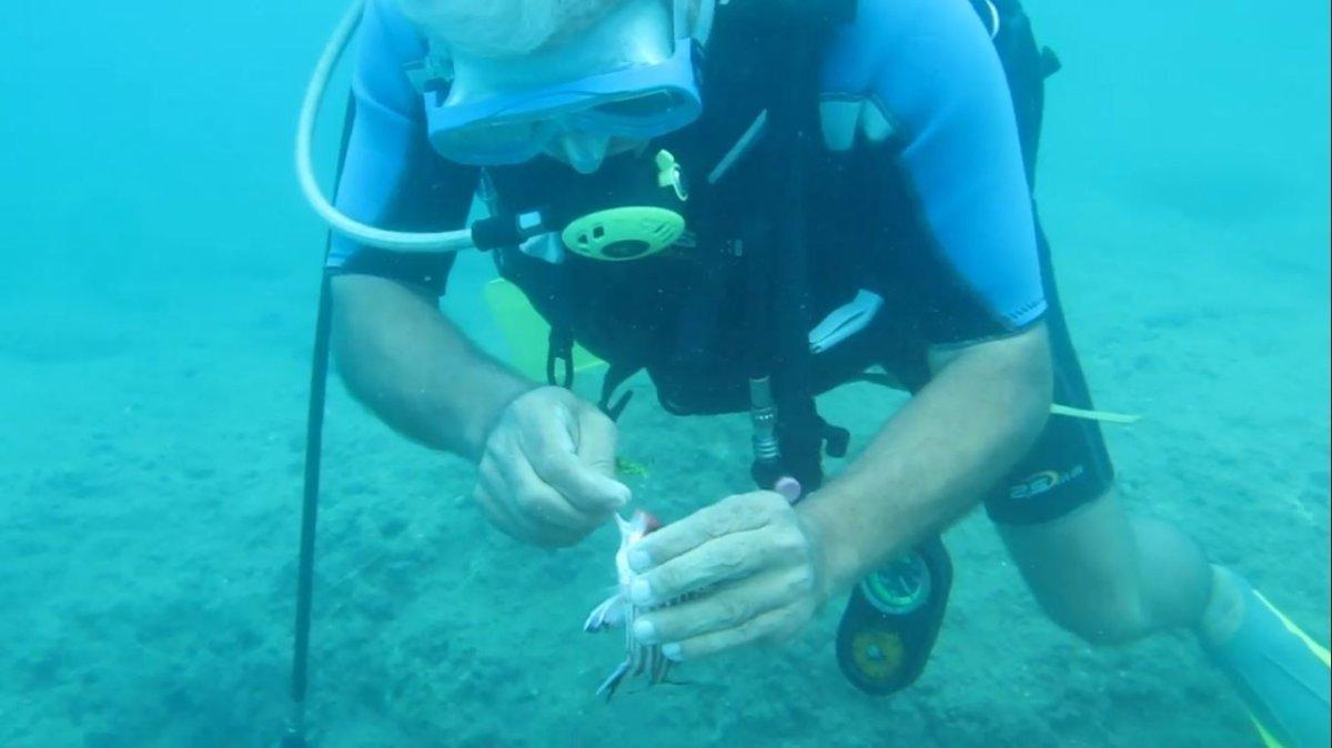 Antalya’da balık ısırmaları arttı: Ayak bakımı yapıyorlar