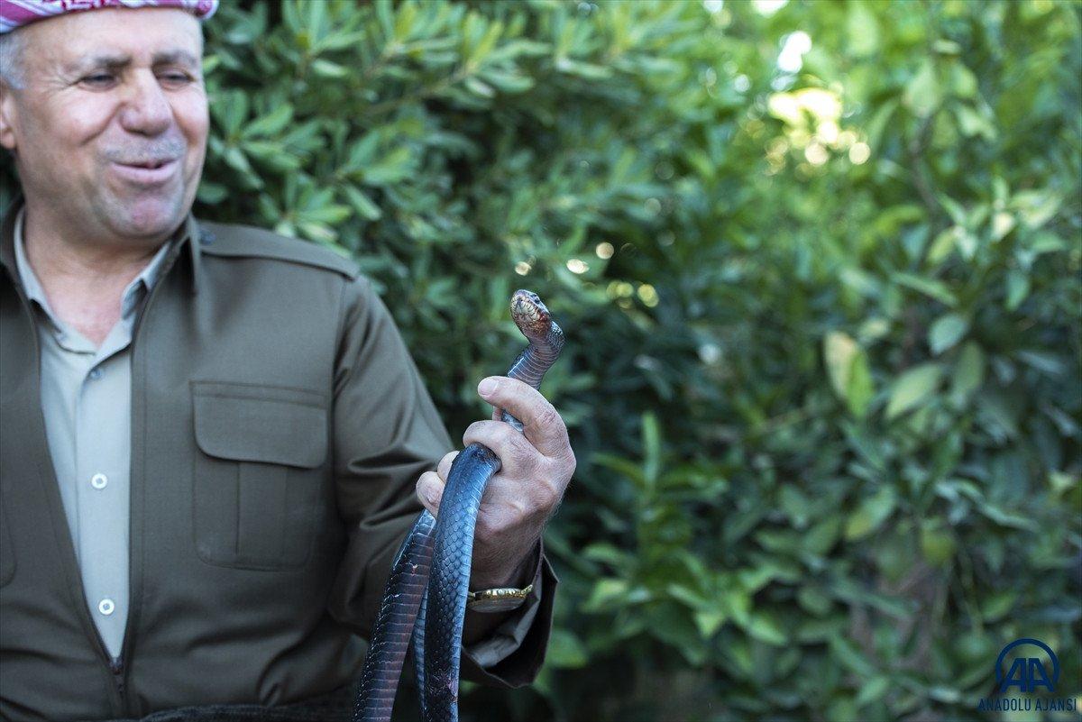 Evinde 60 yılan besliyor: Amacım onları ölümden kurtarmak