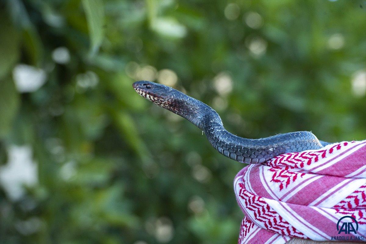 Evinde 60 yılan besliyor: Amacım onları ölümden kurtarmak