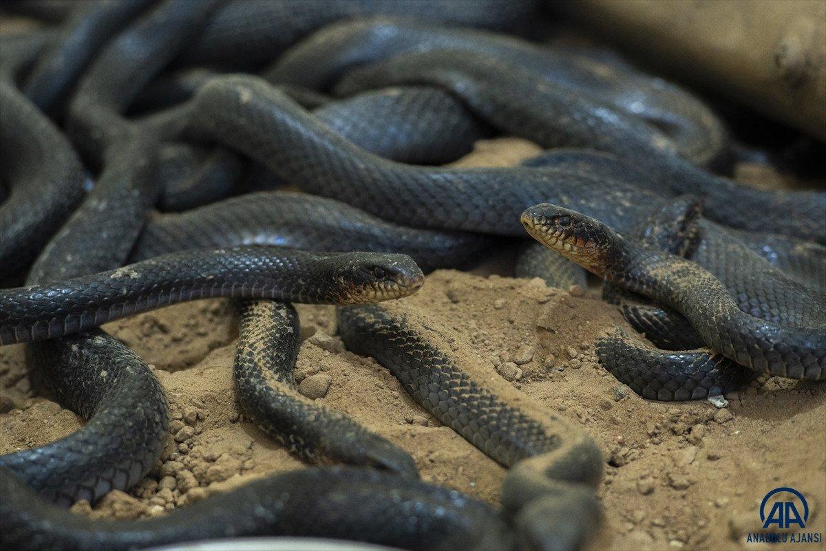 Evinde 60 yılan besliyor: Amacım onları ölümden kurtarmak