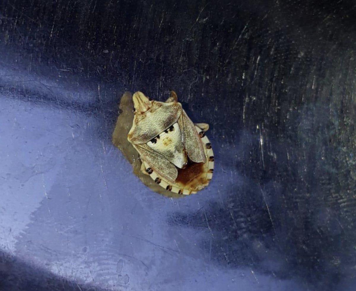 Batman'da kavunun içinden benekli kalkan böceği çıktı