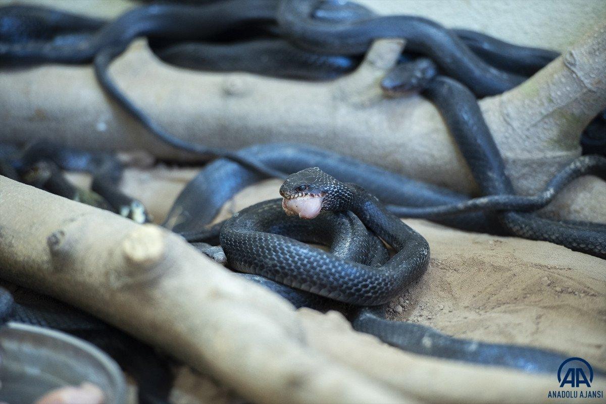 Evinde 60 yılan besliyor: Amacım onları ölümden kurtarmak