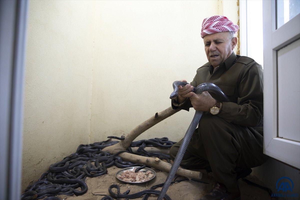 Evinde 60 yılan besliyor: Amacım onları ölümden kurtarmak