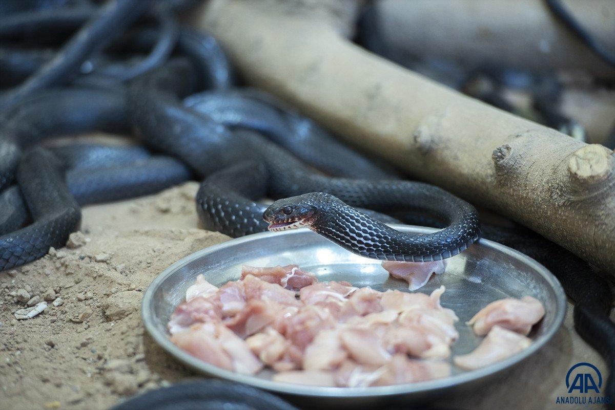 Evinde 60 yılan besliyor: Amacım onları ölümden kurtarmak