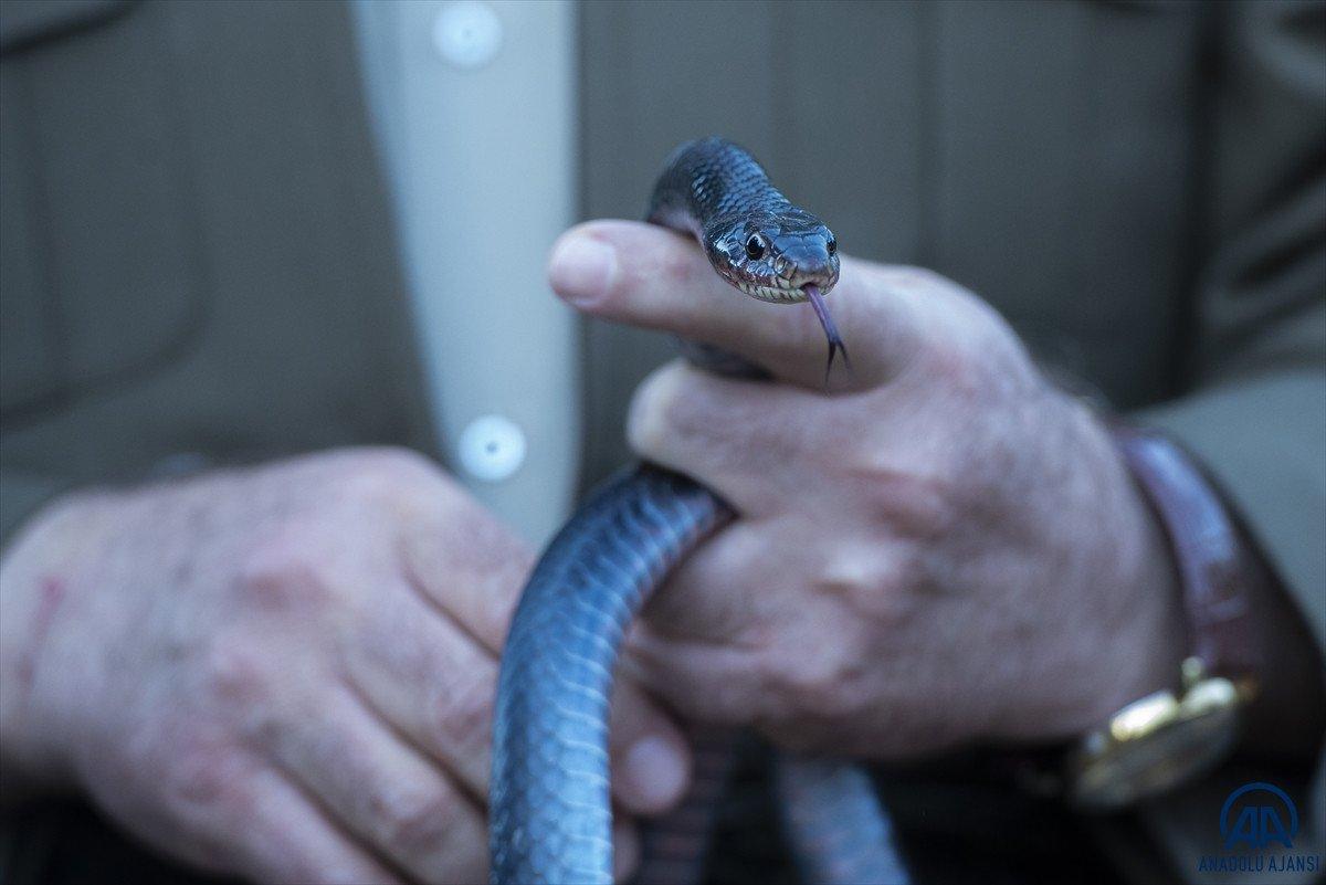 Evinde 60 yılan besliyor: Amacım onları ölümden kurtarmak
