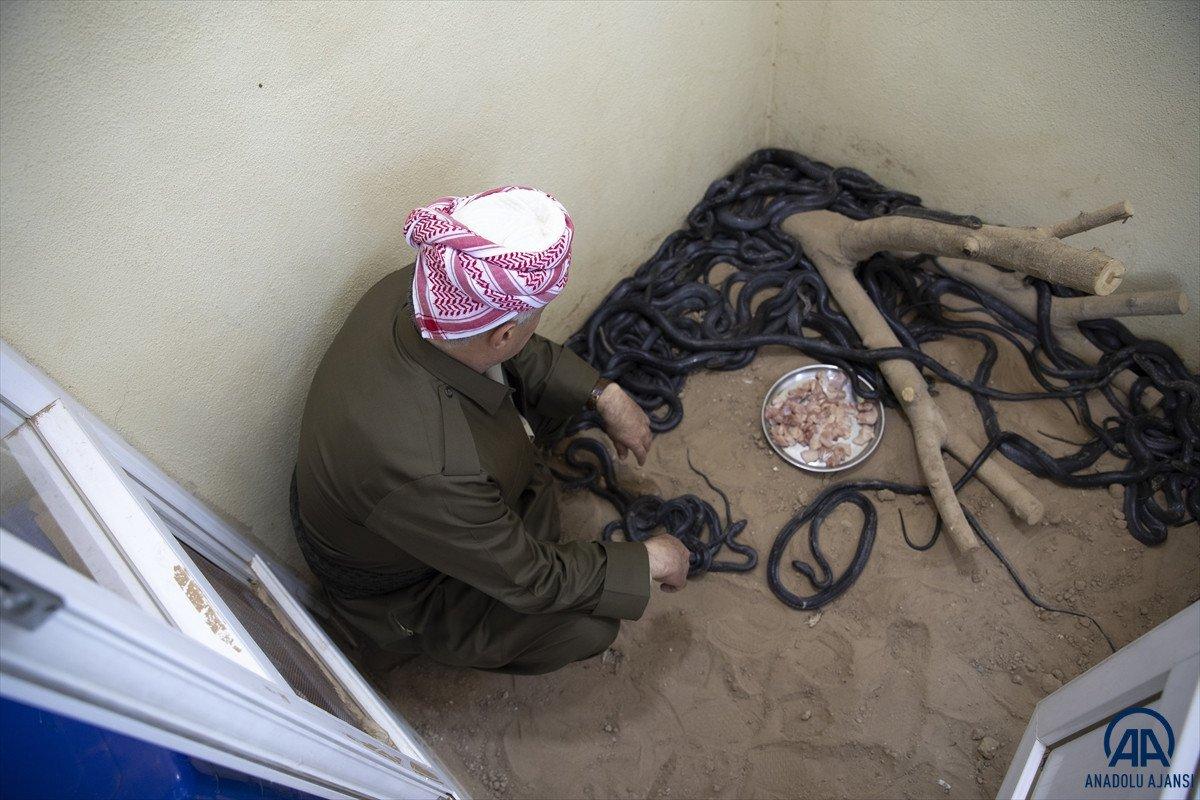 Evinde 60 yılan besliyor: Amacım onları ölümden kurtarmak