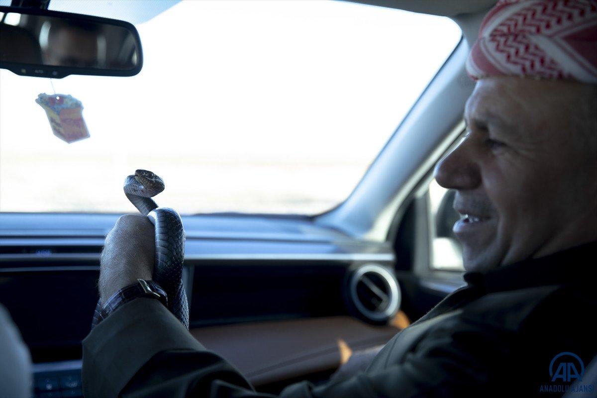 Evinde 60 yılan besliyor: Amacım onları ölümden kurtarmak