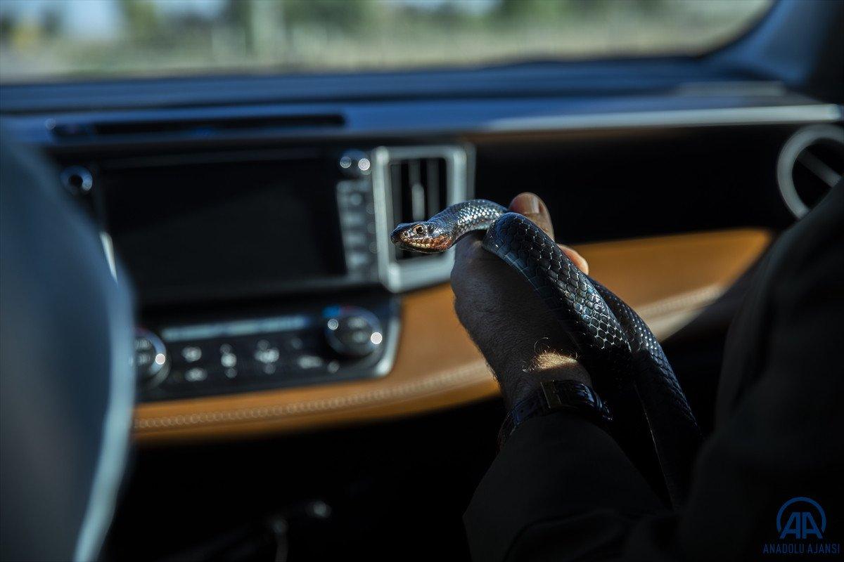 Evinde 60 yılan besliyor: Amacım onları ölümden kurtarmak