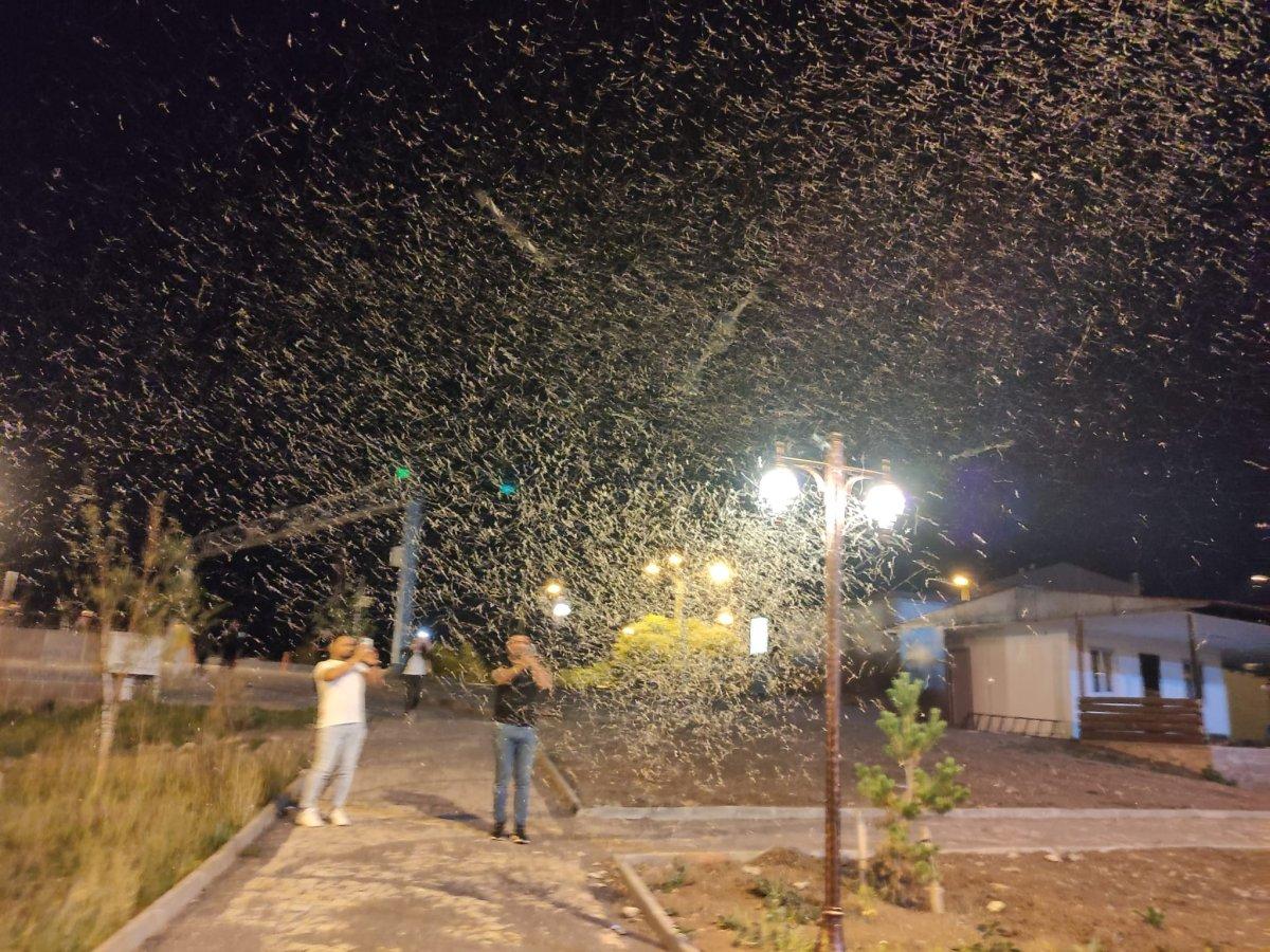 Ardahan'ı milyonlarca 'bir gün' sineği istila etti