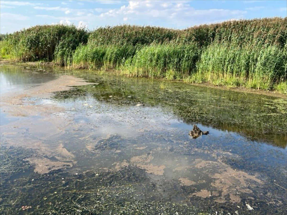 Polonya'da, nehirde toplu balık ölümleri yaşandı