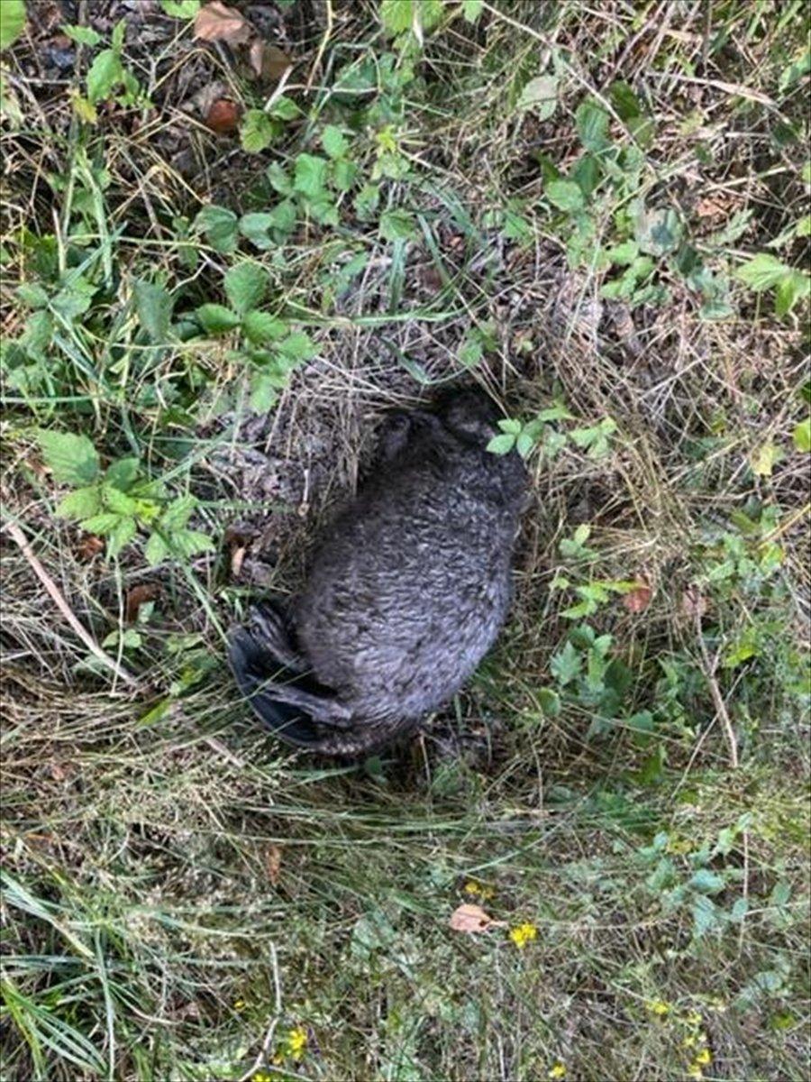Polonya'da, nehirde toplu balık ölümleri yaşandı