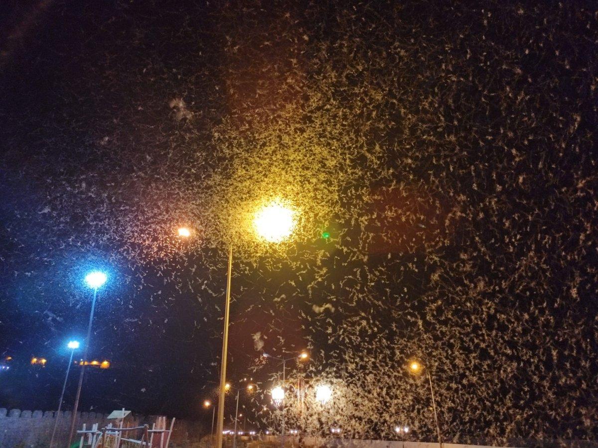 Ardahan'ı milyonlarca 'bir gün' sineği istila etti