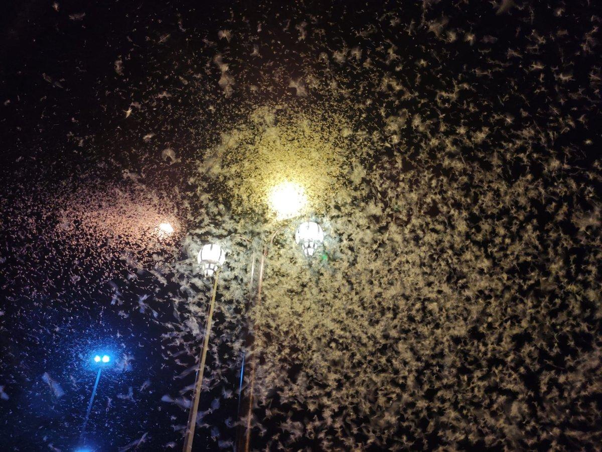 Ardahan'ı milyonlarca 'bir gün' sineği istila etti