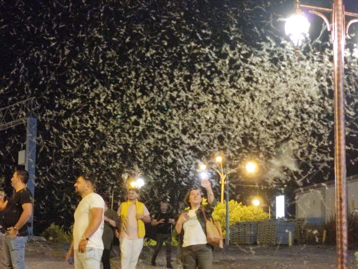 Ardahan'ı milyonlarca 'bir gün' sineği istila etti