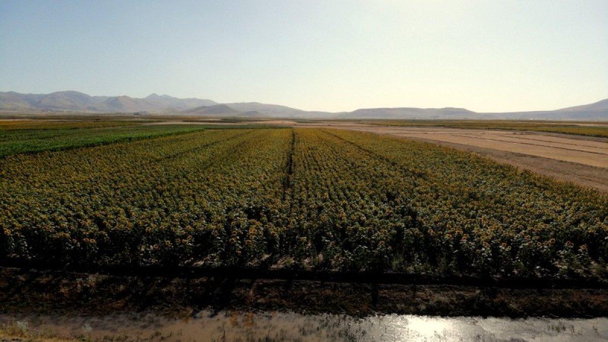 Erzurum'da ayçiçeği tarlalarında yüzde yüzlük artış yaşandı