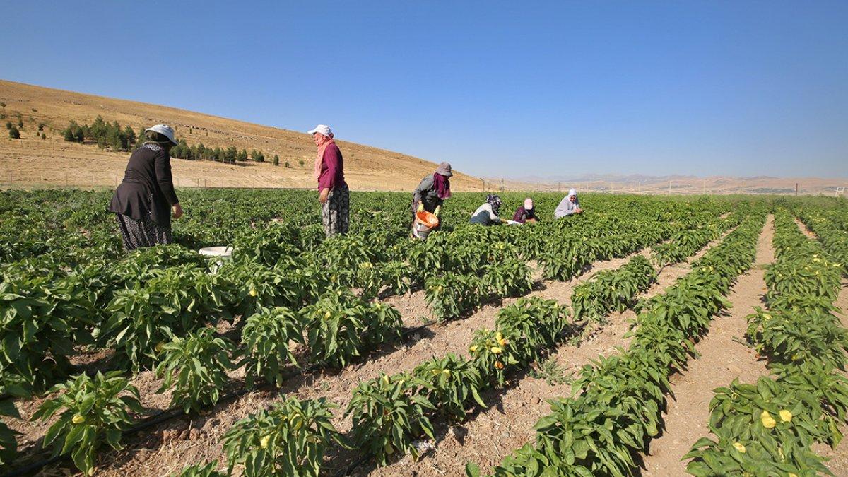 Elazığlı kadınlar, devletin tahsis ettiği arazide ekmeklerini kazanıyor