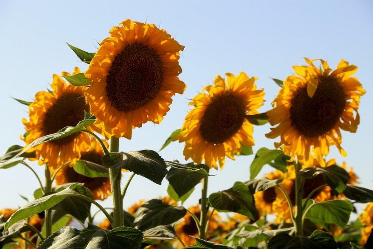 Erzurum'da ayçiçeği tarlalarında yüzde yüzlük artış yaşandı