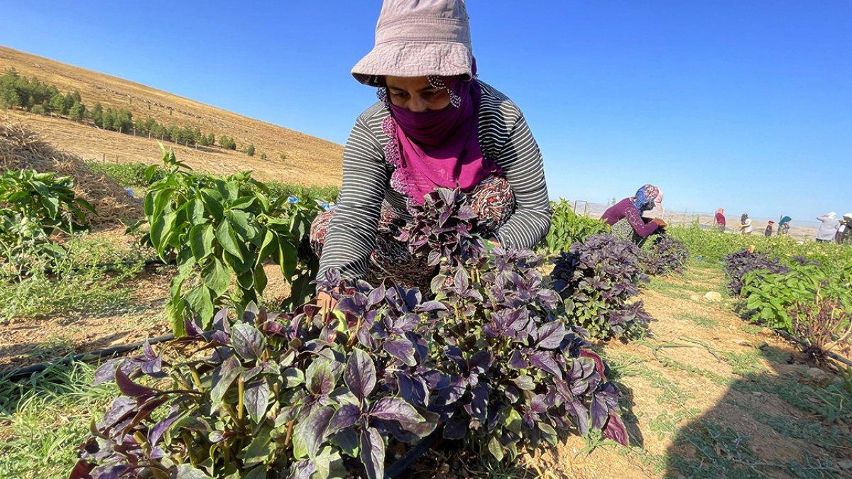 Elazığlı kadınlar, devletin tahsis ettiği arazide ekmeklerini kazanıyor