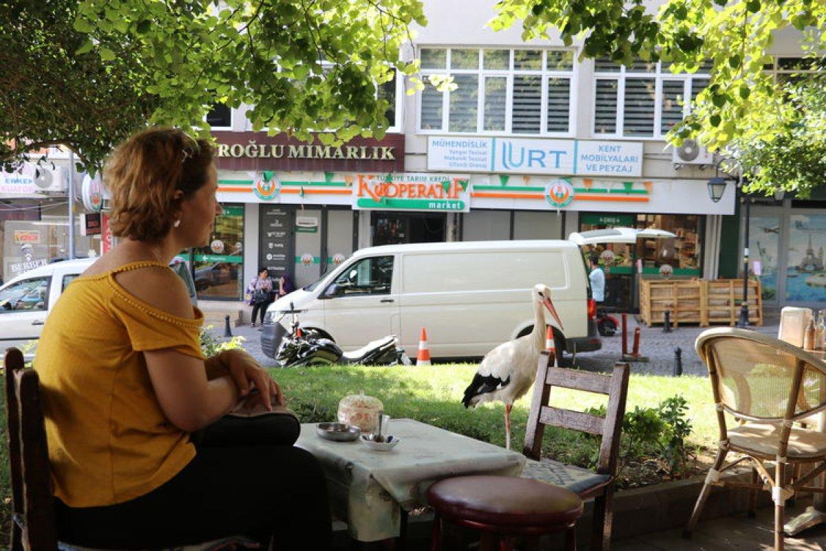 Tekirdağlılar, leylek Yaşar'ın dönüşüne sevindi