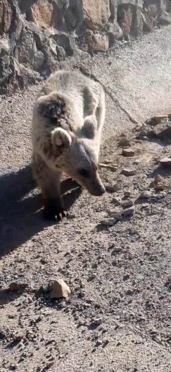 Erzurum'da öldü sandığı ayıdan güreşerek kurtuldu