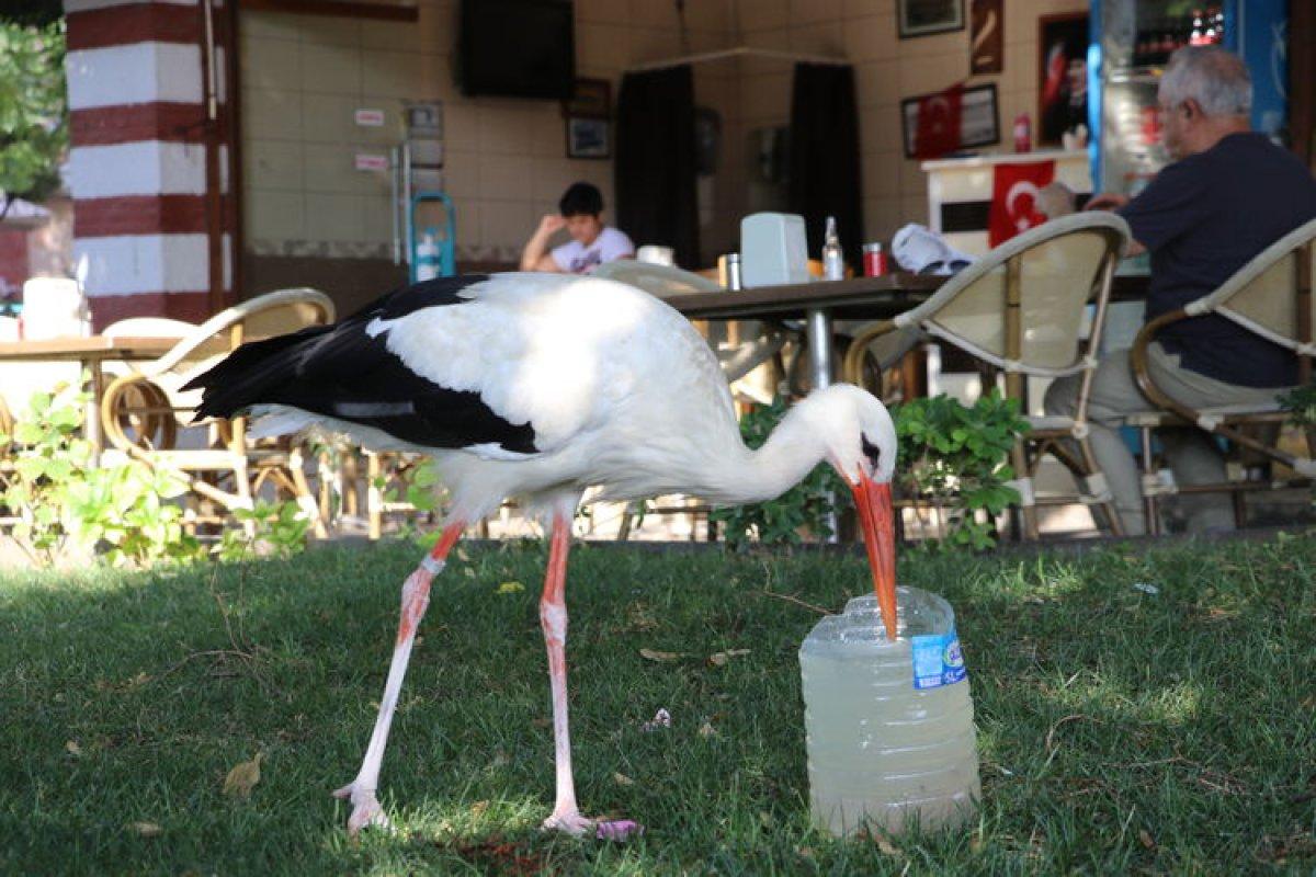 Tekirdağlılar, leylek Yaşar'ın dönüşüne sevindi