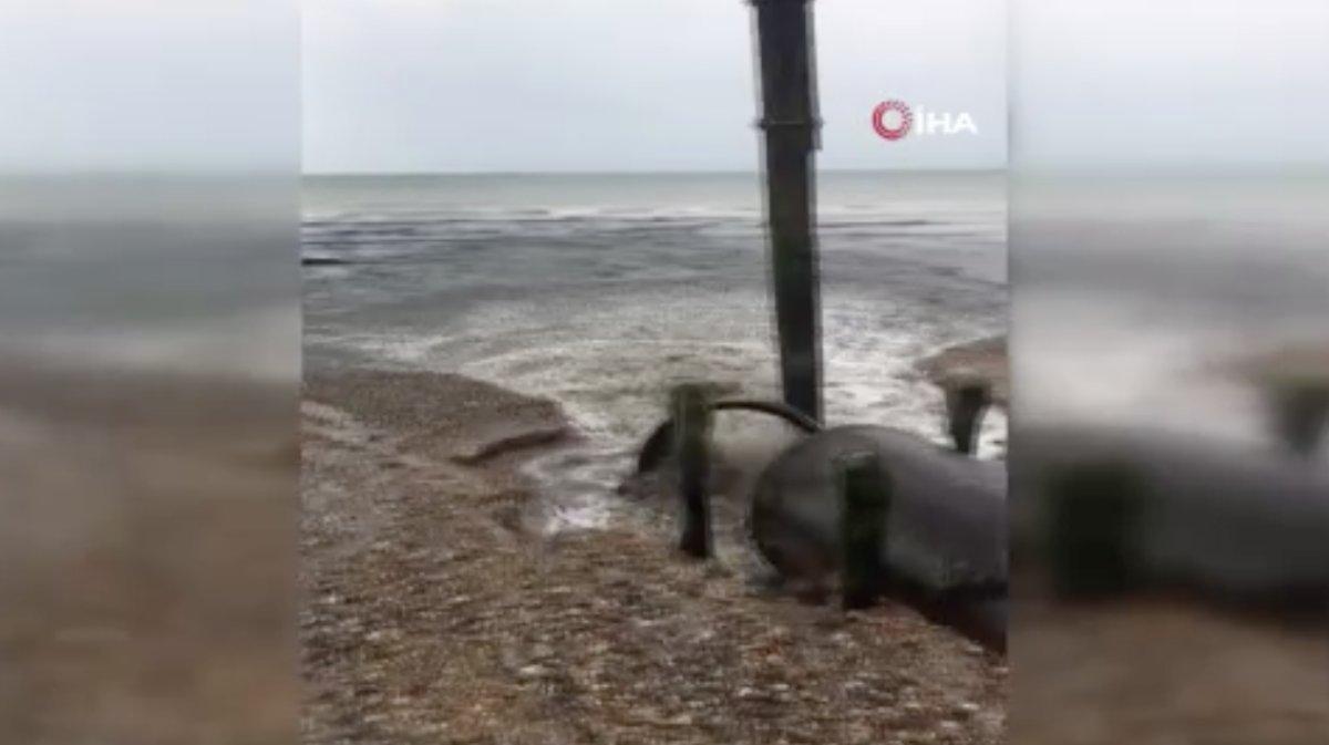 İngiltere’de kanalizasyon suyu denize aktı