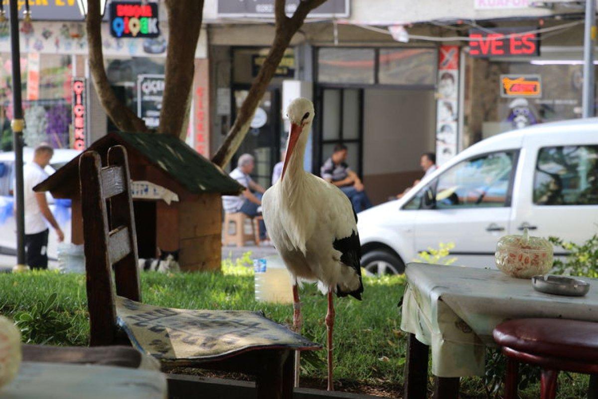 Tekirdağlılar, leylek Yaşar'ın dönüşüne sevindi