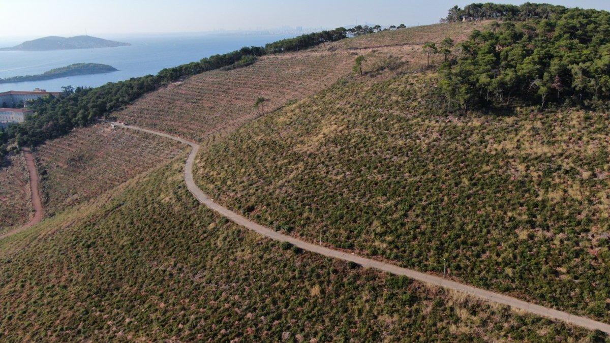 Heybeliada’da yanan alanlar eski haline kavuşuyor