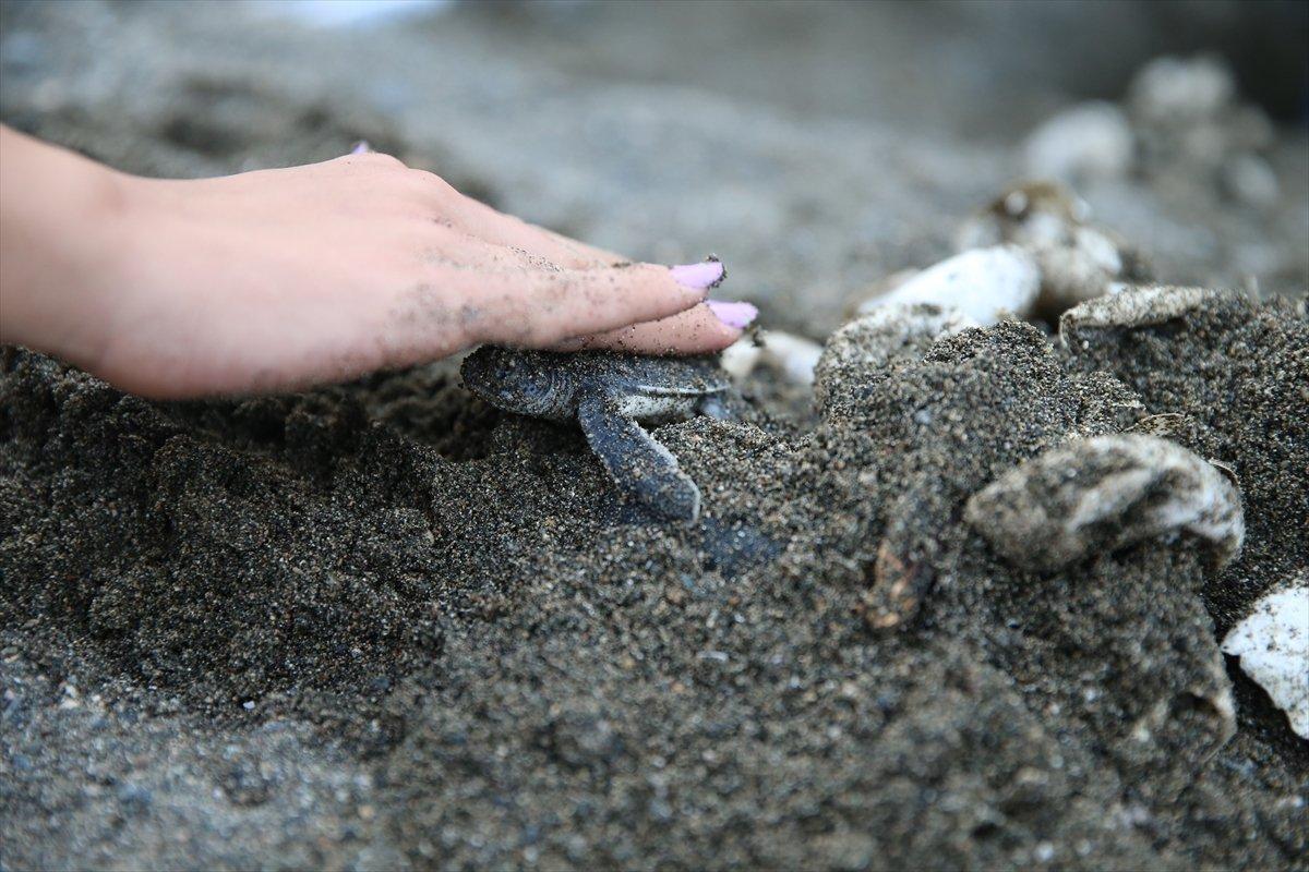 Hatay'da caretta carettalar denize ulaştı
