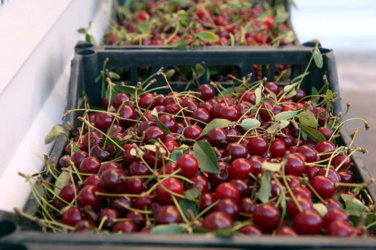 Tokat'ta vişne üreticileri verimden memnun