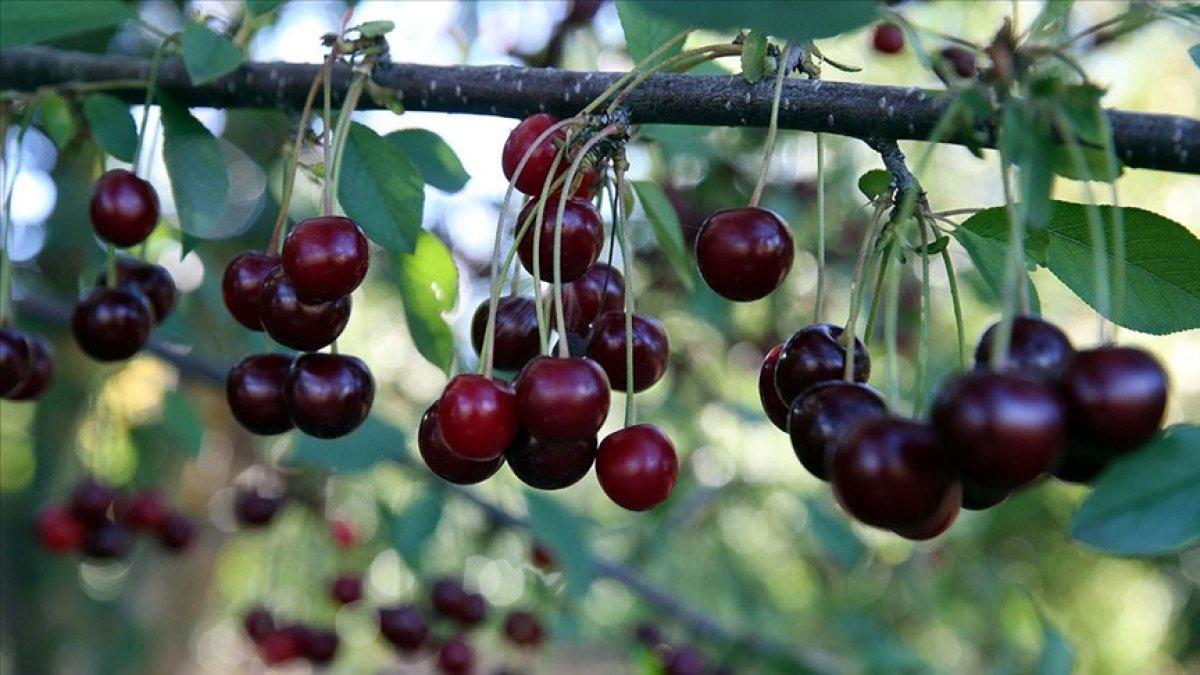 Tokat'ta vişne üreticileri verimden memnun
