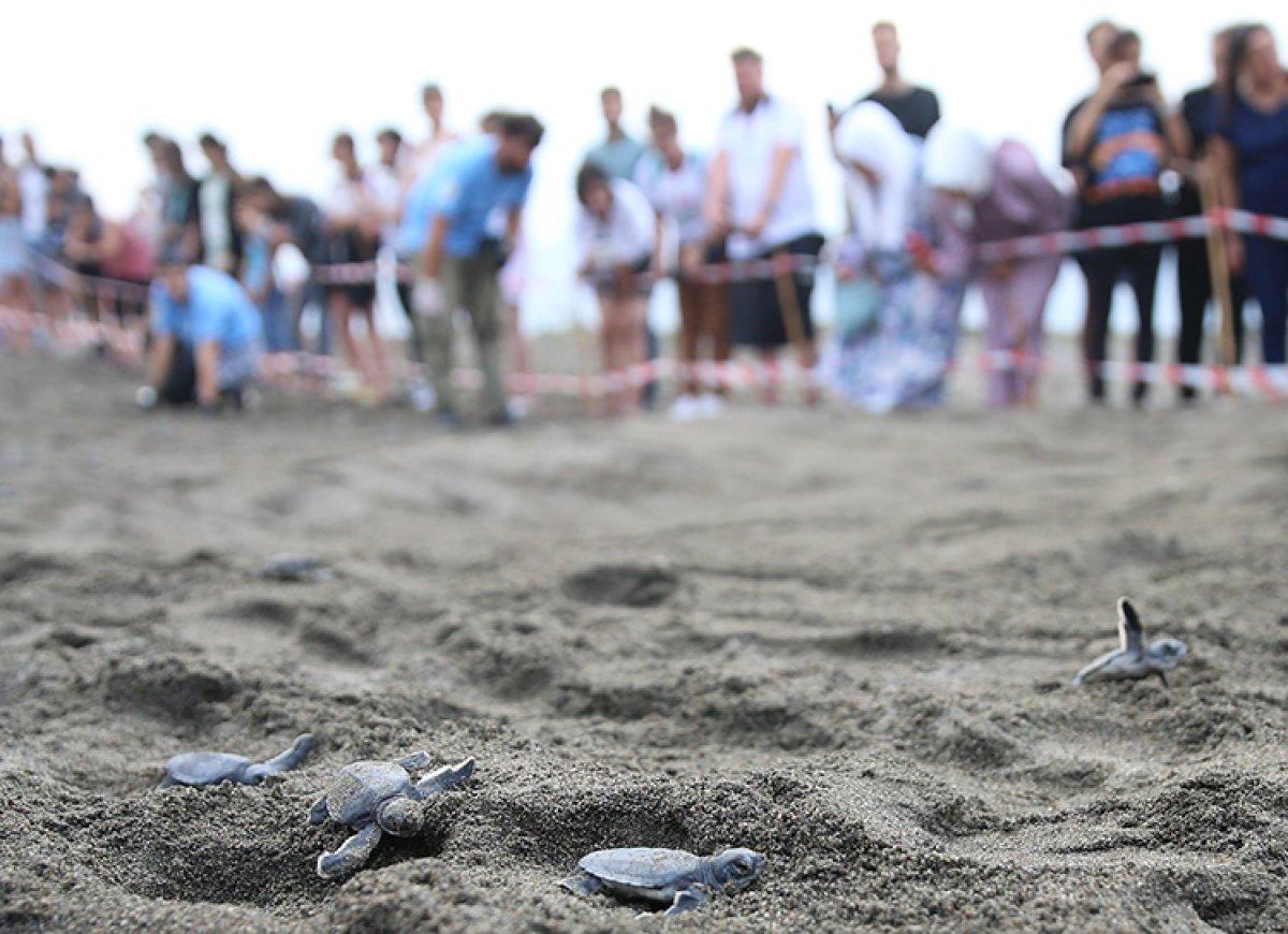 Hatay'da caretta carettalar denize ulaştı