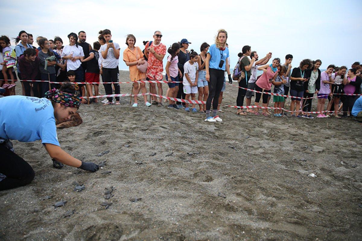 Hatay'da caretta carettalar denize ulaştı