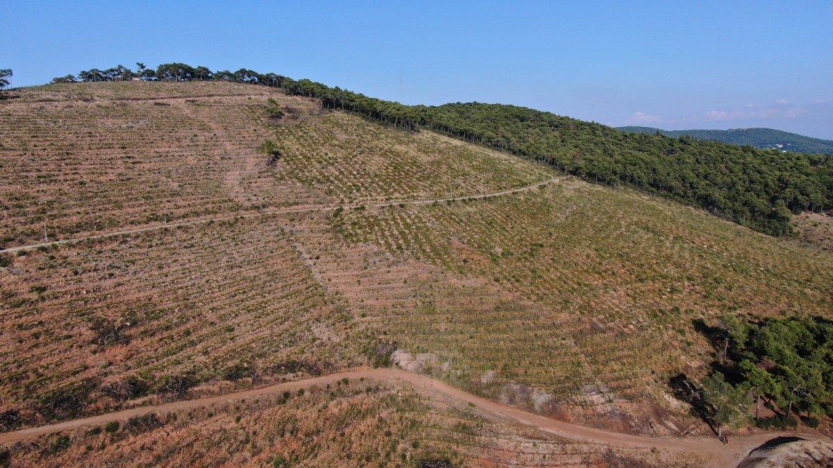 Heybeliada’da yanan alanlar eski haline kavuşuyor