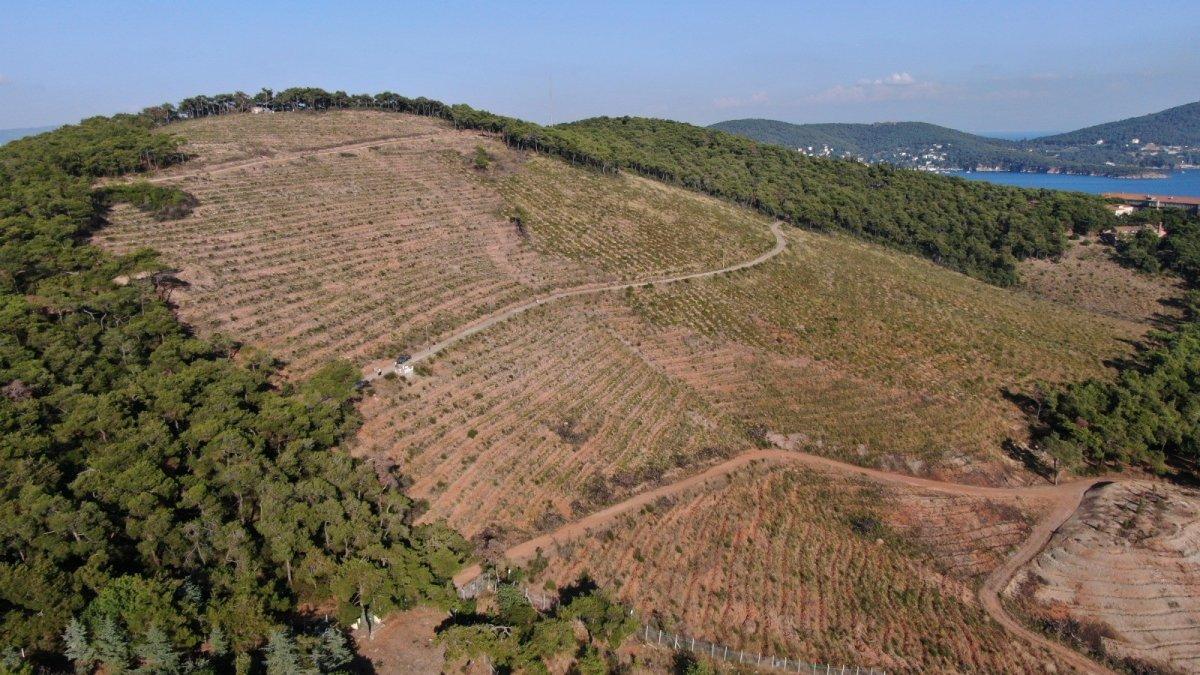 Heybeliada’da yanan alanlar eski haline kavuşuyor