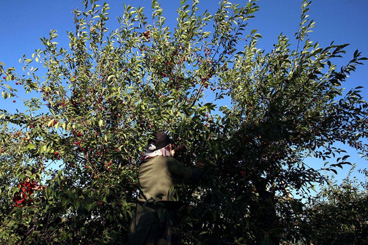Tokat'ta vişne üreticileri verimden memnun