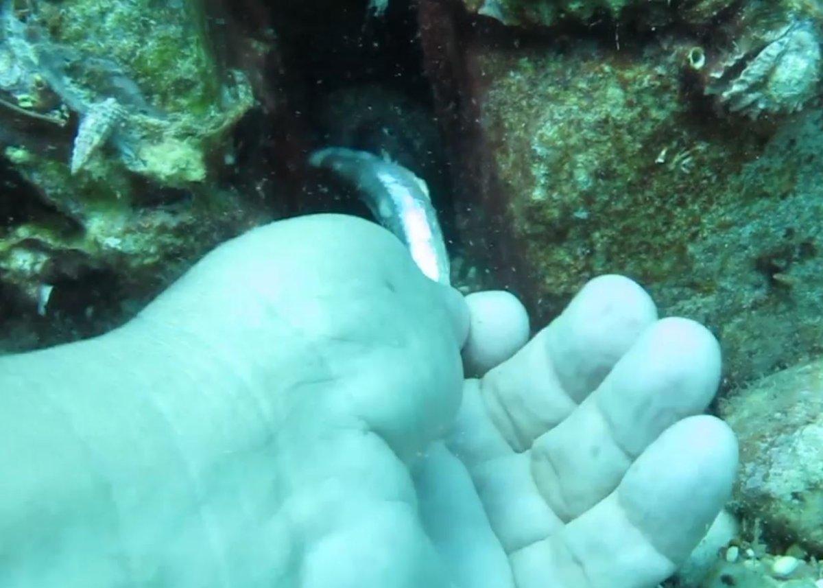 Antalya'da keskin dişli müren balığını elleriyle besledi