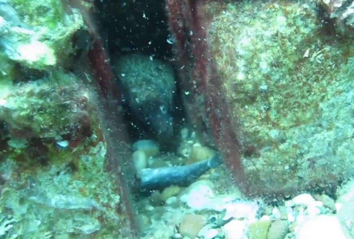 Antalya'da keskin dişli müren balığını elleriyle besledi