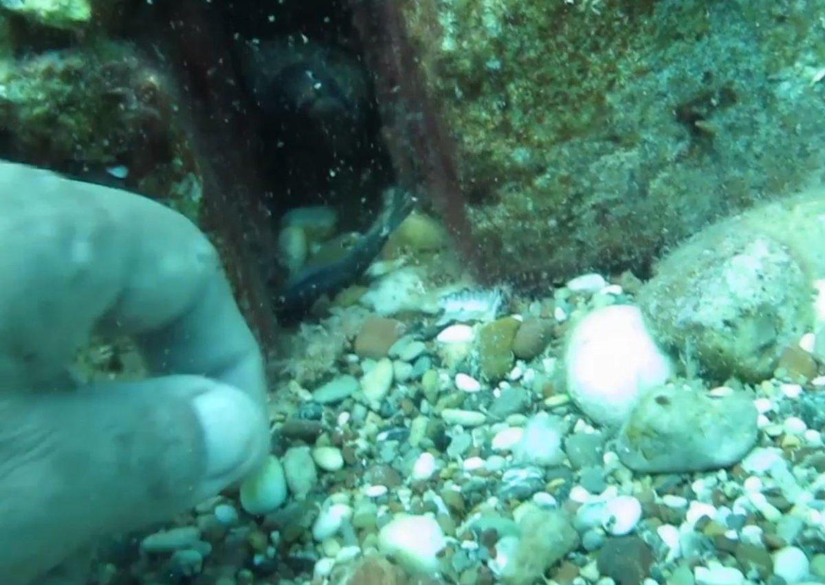 Antalya'da keskin dişli müren balığını elleriyle besledi