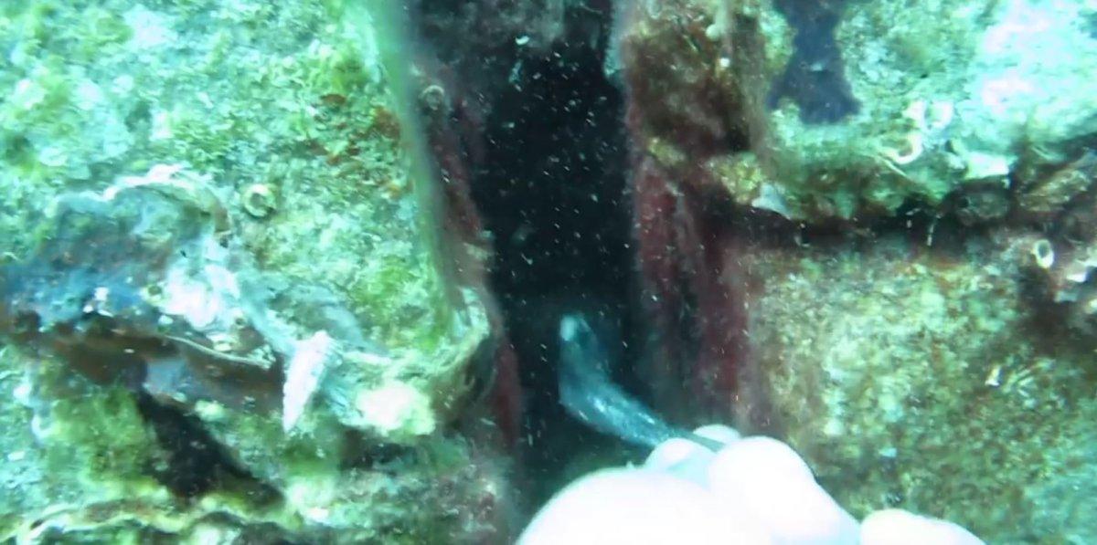 Antalya'da keskin dişli müren balığını elleriyle besledi