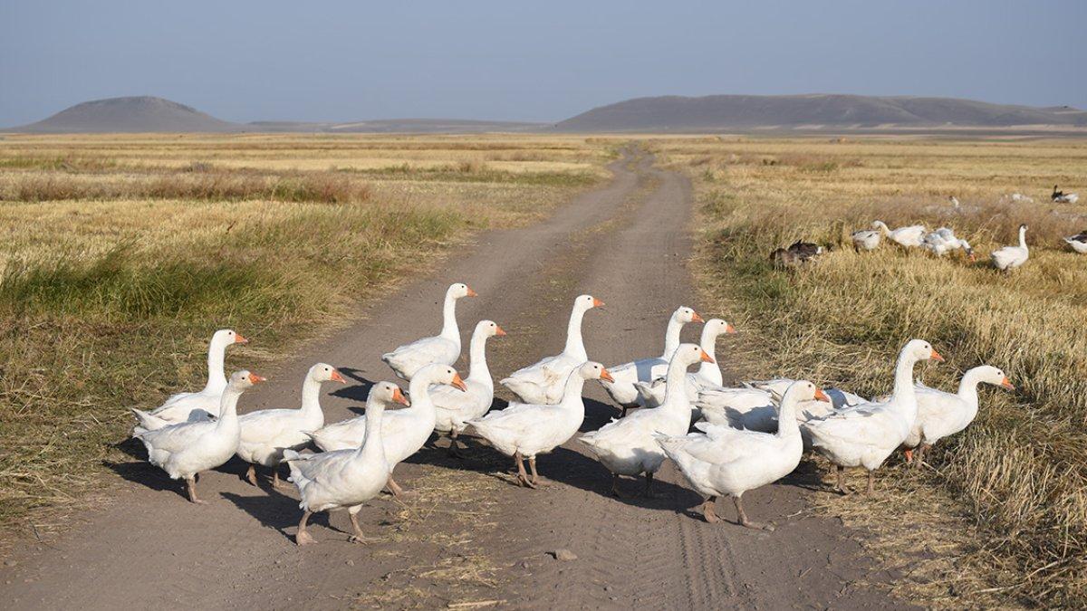Kars'ın kazları özenle büyütülüyor