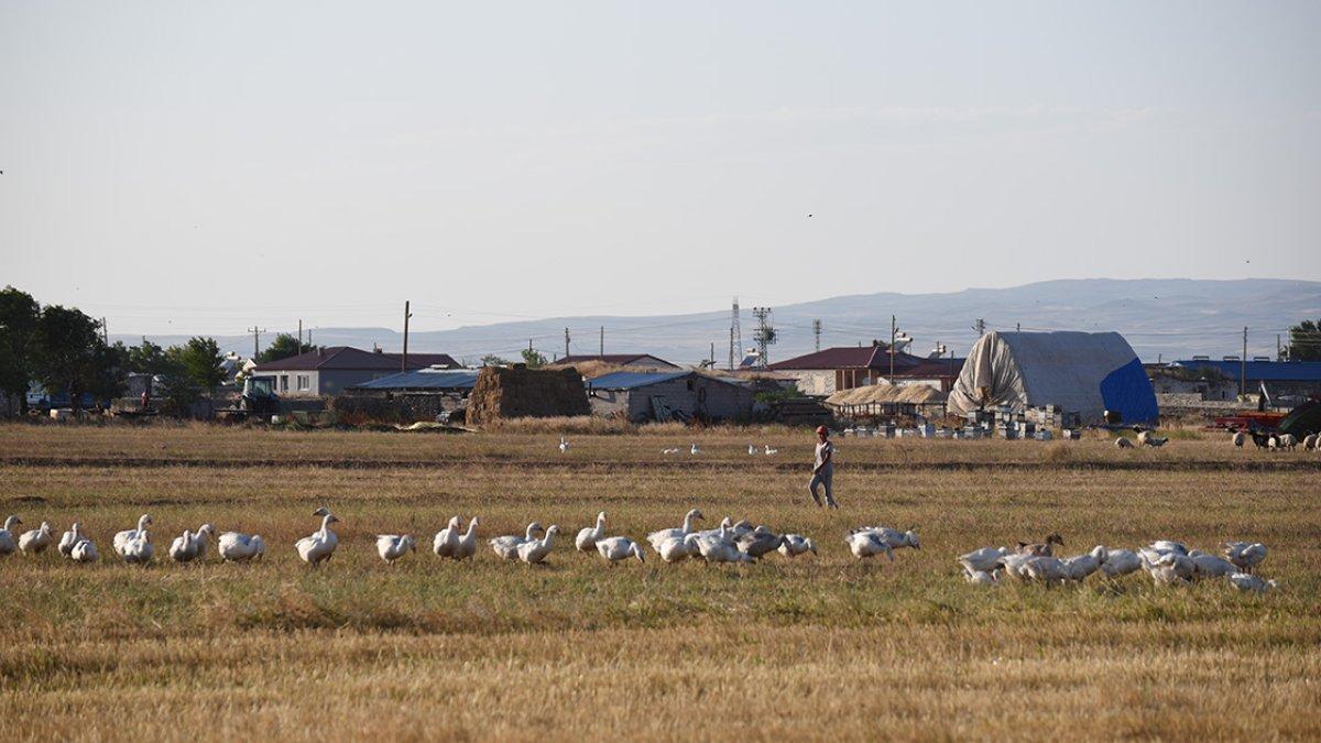 Kars'ın kazları özenle büyütülüyor