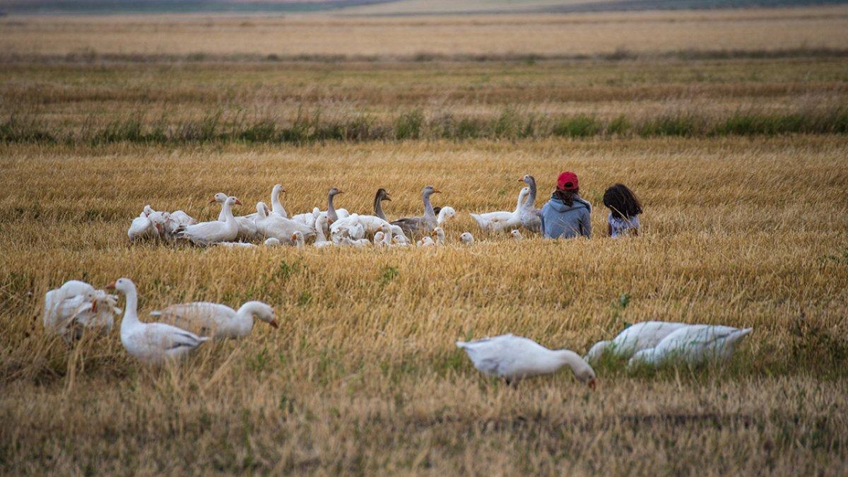 Kars'ın kazları özenle büyütülüyor
