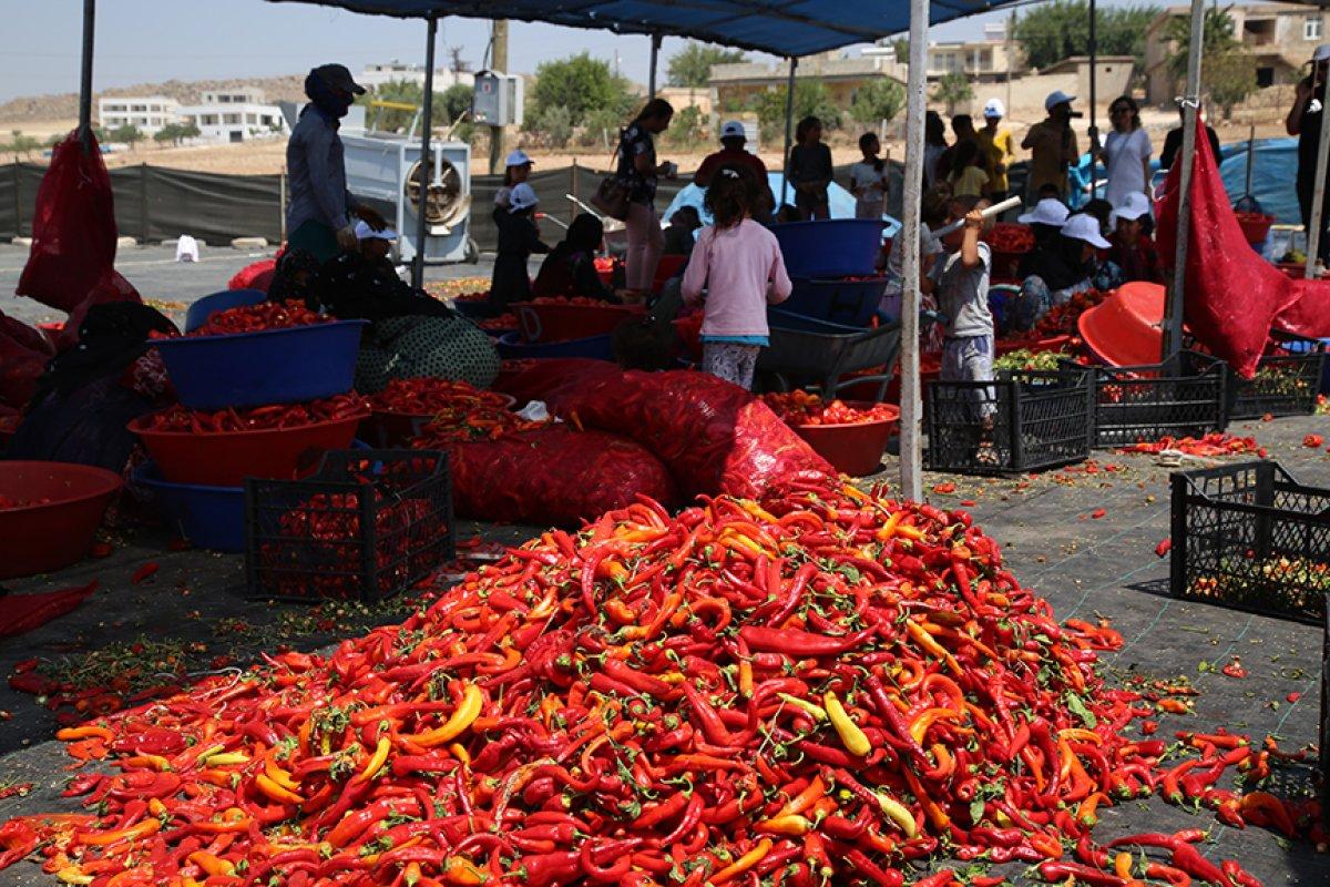 Tescilli Şanlıurfa isotu tezgahlarda
