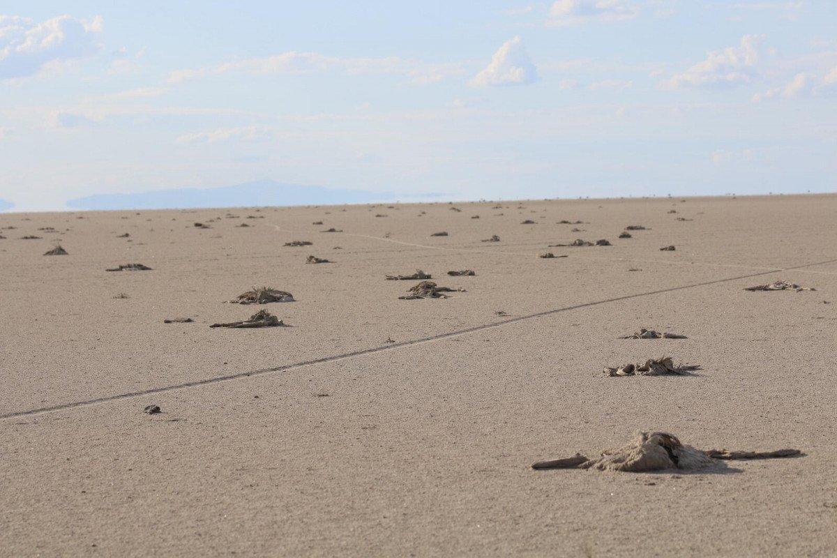 Tuz Gölü'ne borularla su taşındı, flamingolar canlandı