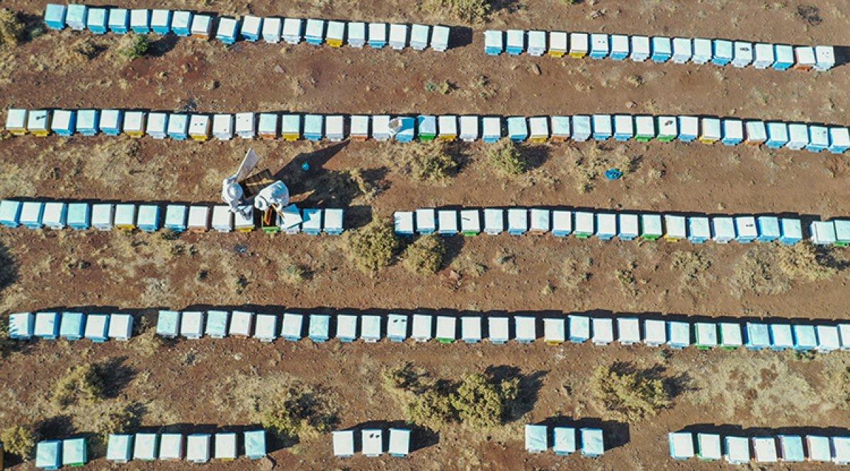 Şanlıurfa'da bin ton bal hasat edildi